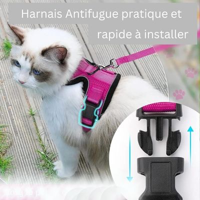 HARNAIS CHAT ANTI - FUGUE | BALADE ™ - Bonheur de minet